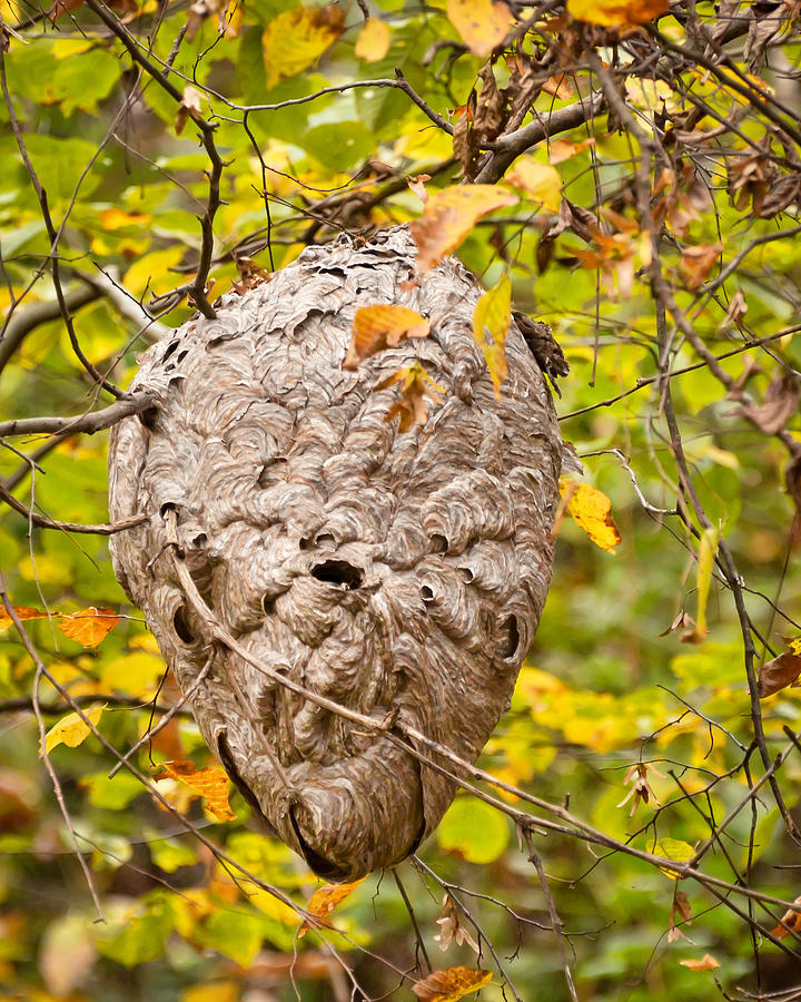 Hornets Nest Photograph by Kerri Farley