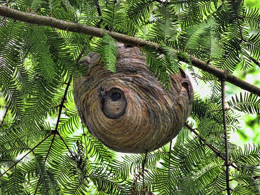 Hornets Nest Photograph by Wendy McKennon