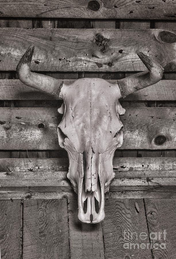 Horns And Bones Photograph by Steven Parker