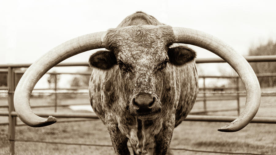 Horns Down Photograph by Chance Kirby - Fine Art America