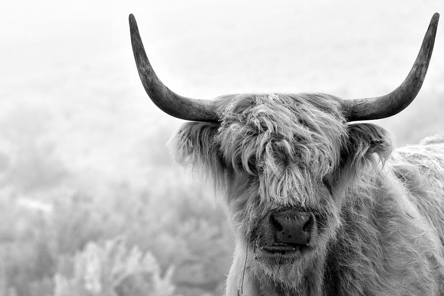 Horns, Hair, and Highlights Photograph by Michael Morse | Fine Art America