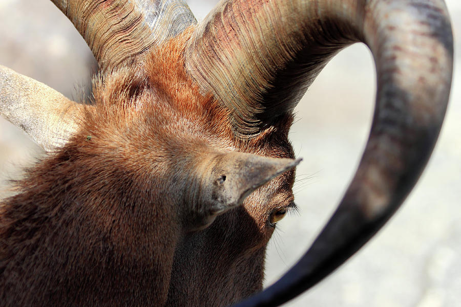 Sheep Photograph - Horns Of Barbary Sheep by Miroslava Jurcik