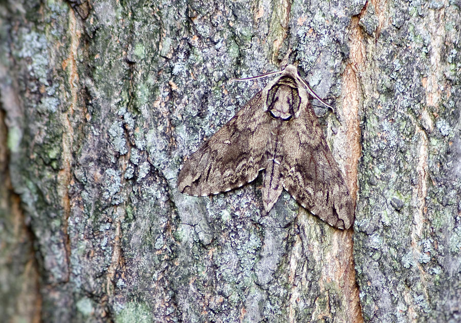 Hornworm Moth II Photograph by Wade Clark