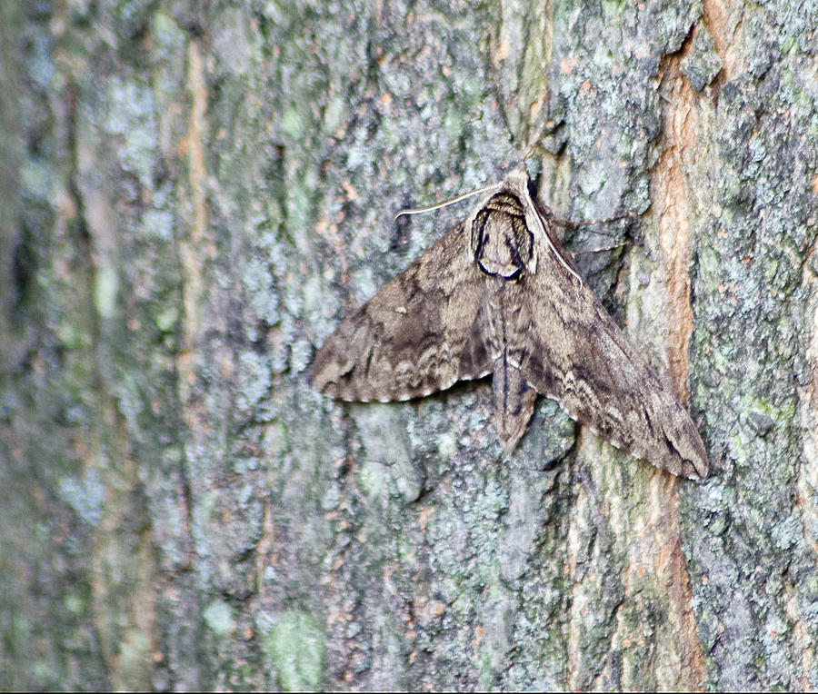 Hornworm Moth Photograph by Wade Clark