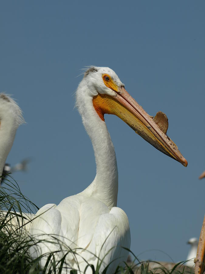 Horny Pelican Photograph by James Peterson