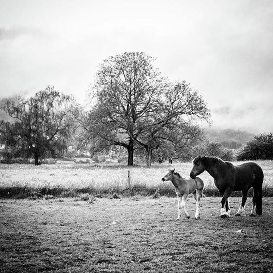 Horse Photograph - Horse & Foal by Aleck Cartwright