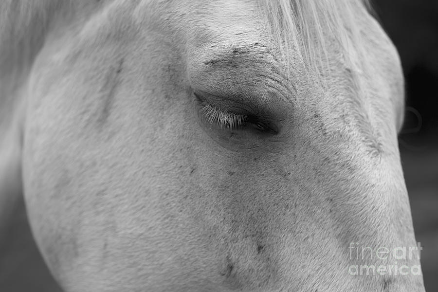 A Horse Portrait 1 Photograph by Lara Morrison