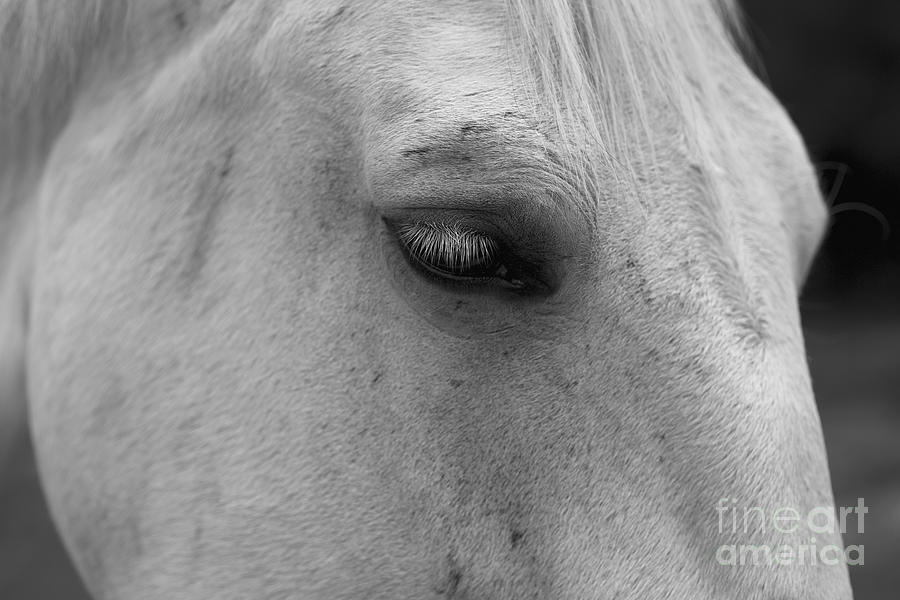 A Horse Portrait 2 Photograph by Lara Morrison