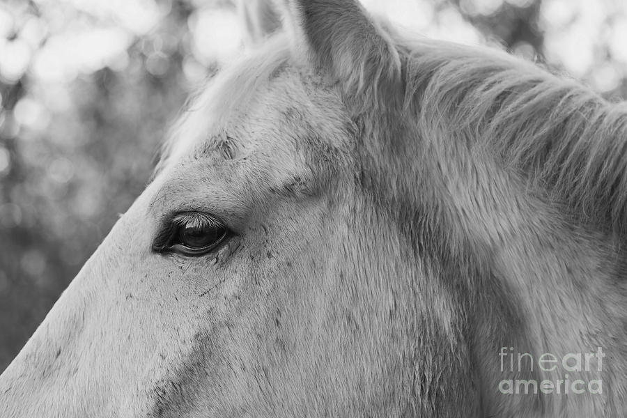 A Horse Portrait 3 Photograph by Lara Morrison