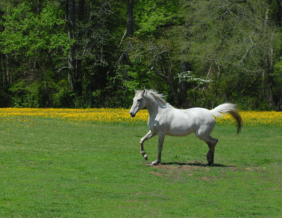 Horse 335 Photograph by Joyce StJames