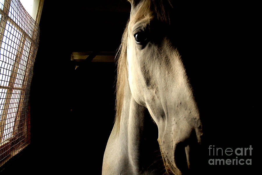 Horse #4010 Photograph by Carien Schippers