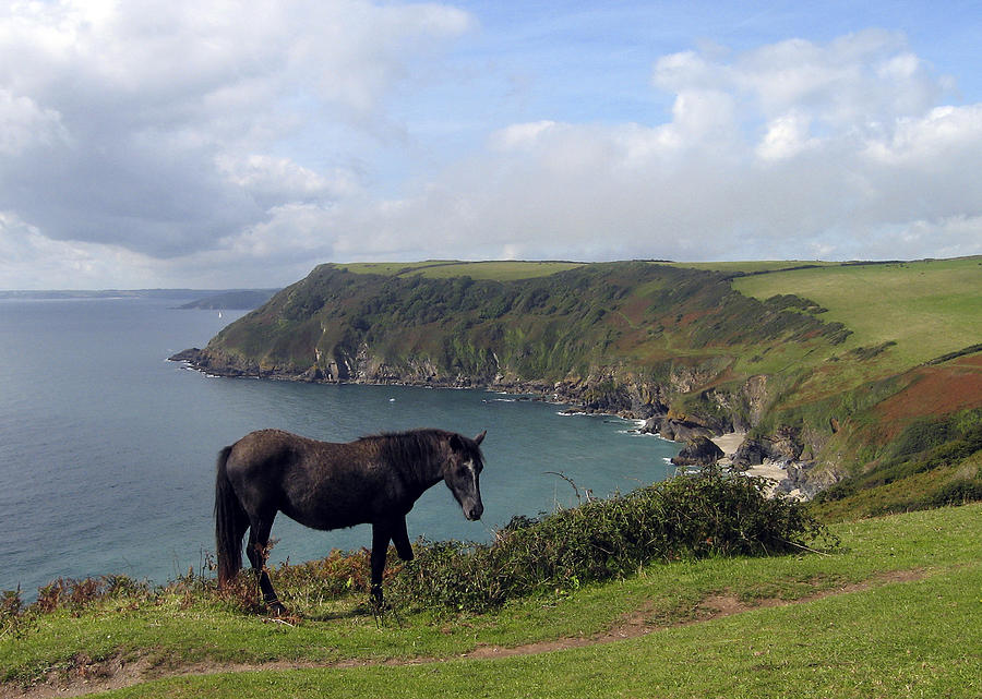 Horse along Coastal Path Cornwall Photograph by Kurt Van Wagner