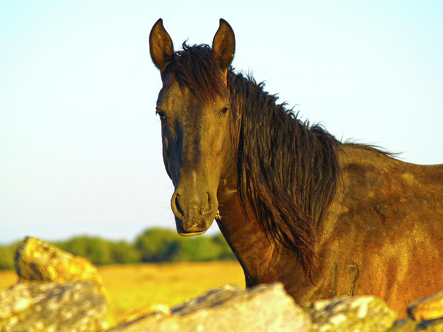 Horse Photograph by Ana Maria Serrano - Fine Art America