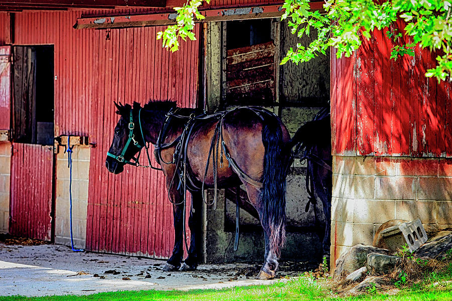 Horse and barn Photograph by Chris Smith