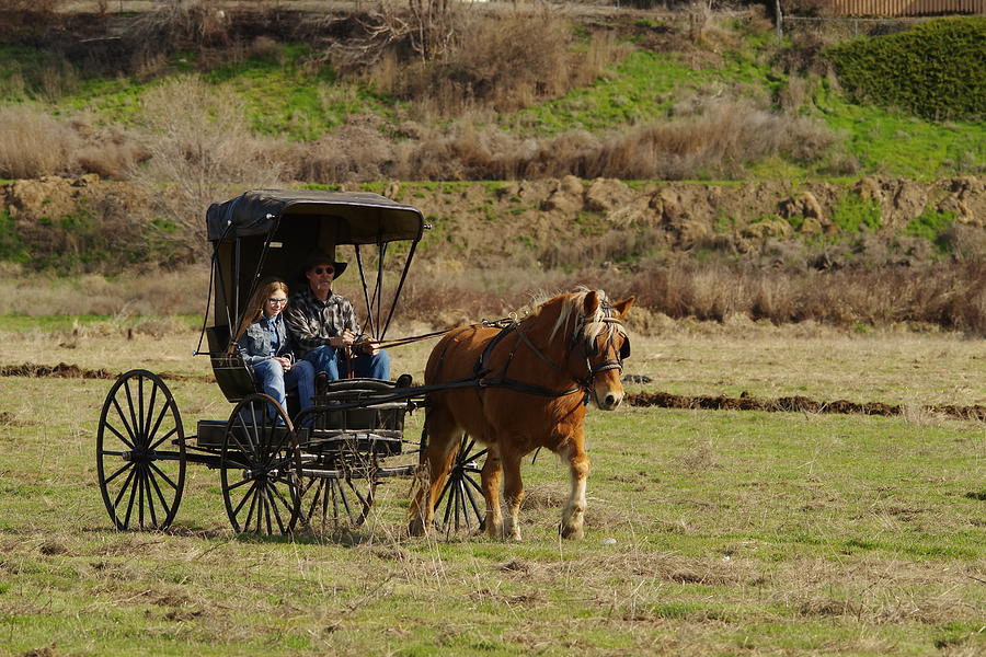 Horse and buggy Photograph by Jeff Swan