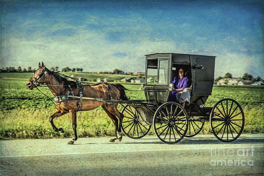 Horse and Buggy Photograph by Lynn Sprowl