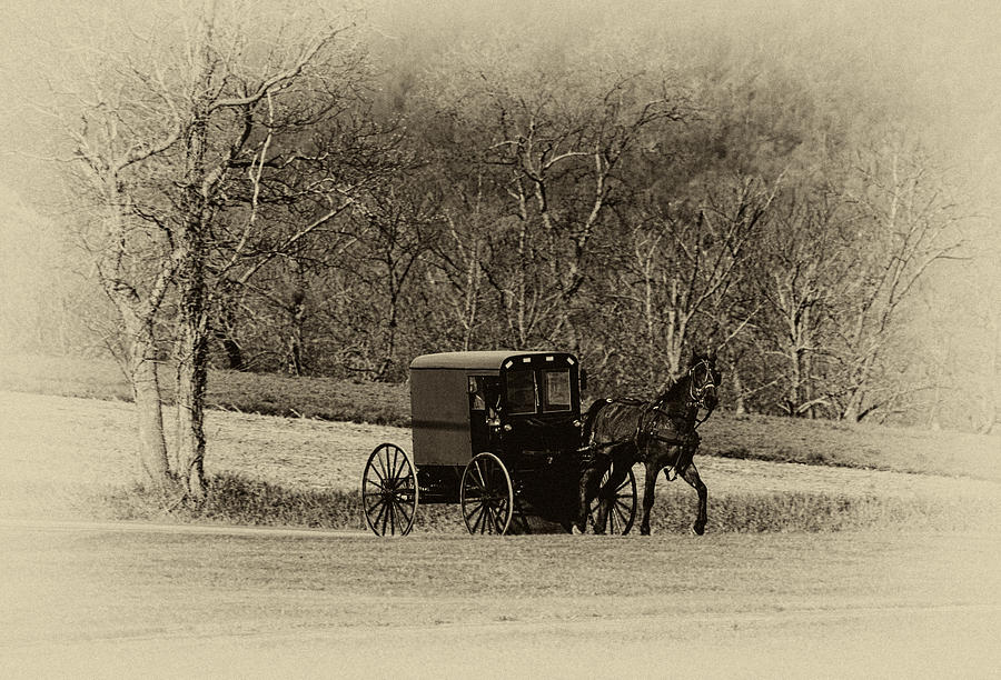 Horse and Buggy Photograph by Roni Chastain