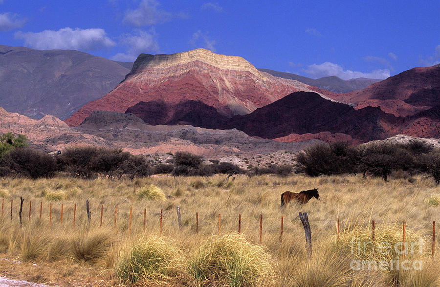 Horse and Cerro Yacoraite Argentina Photograph by James Brunker