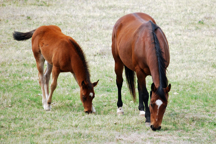 Horse and Colt Photograph by Teresa Blanton