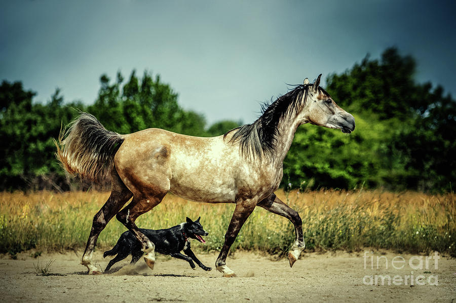 Horse and dog Photograph by Dimitar Hristov