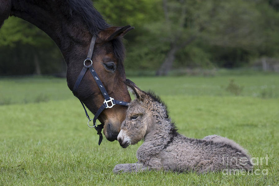 Farm Animals Photograph - Horse And Donkey by Jean-Louis Klein & Marie-Luce Hubert