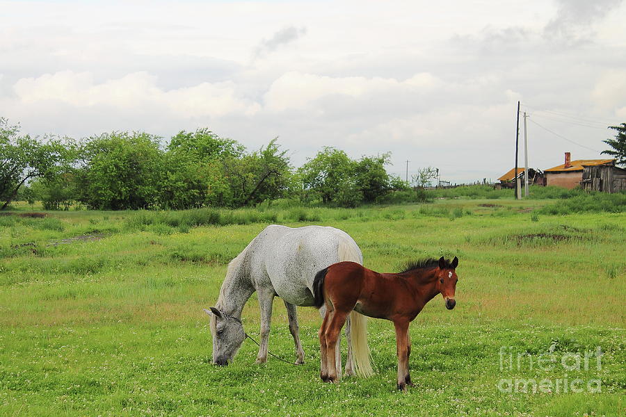 Horse And Her Foal Photograph