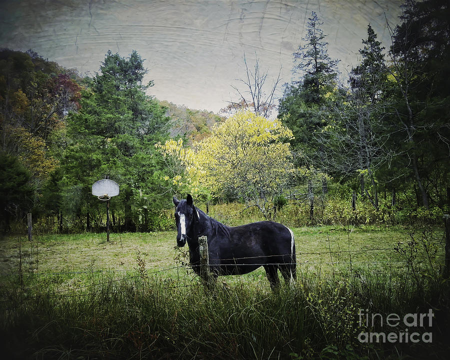 Horse and Hoops Photograph by Kerri Farley