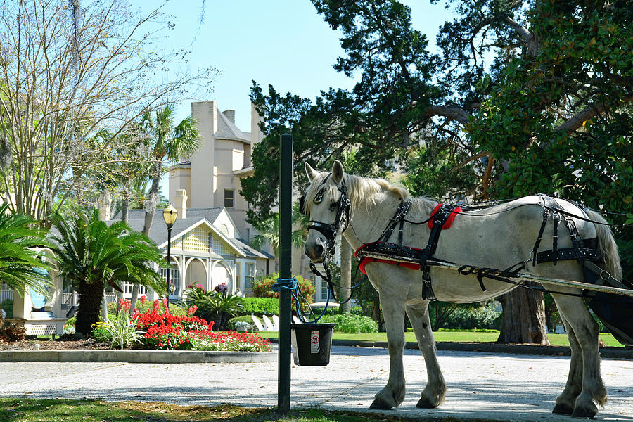 Horse and Jekyll lsland Club Hotel Photograph by Bruce Gourley