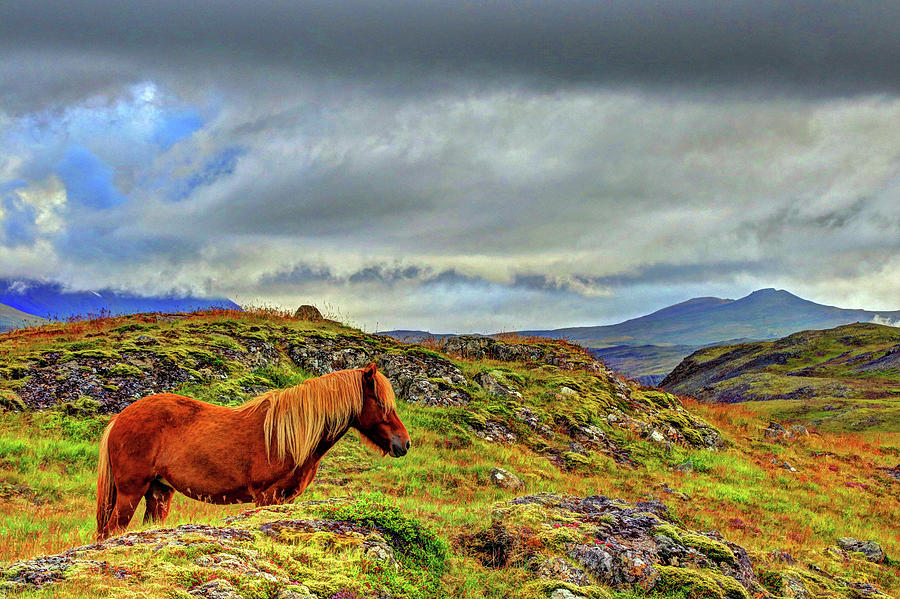 Horse and Mountains Photograph by Scott Mahon