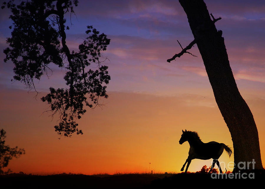 Horse and Oak Tree at Sunset Photograph by Stephanie Laird