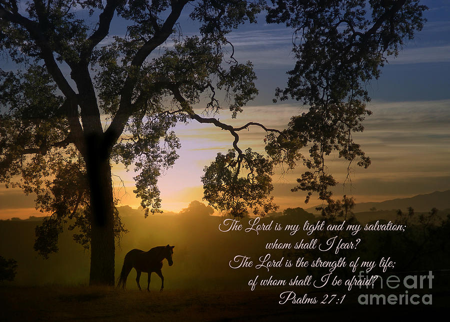 Horse and Oak Tree Bible Verse Psalms 27 The Lord is My Light Photograph by Stephanie Laird