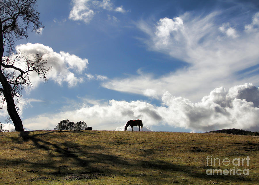 Horse and Pasture Photograph by Stephanie Laird