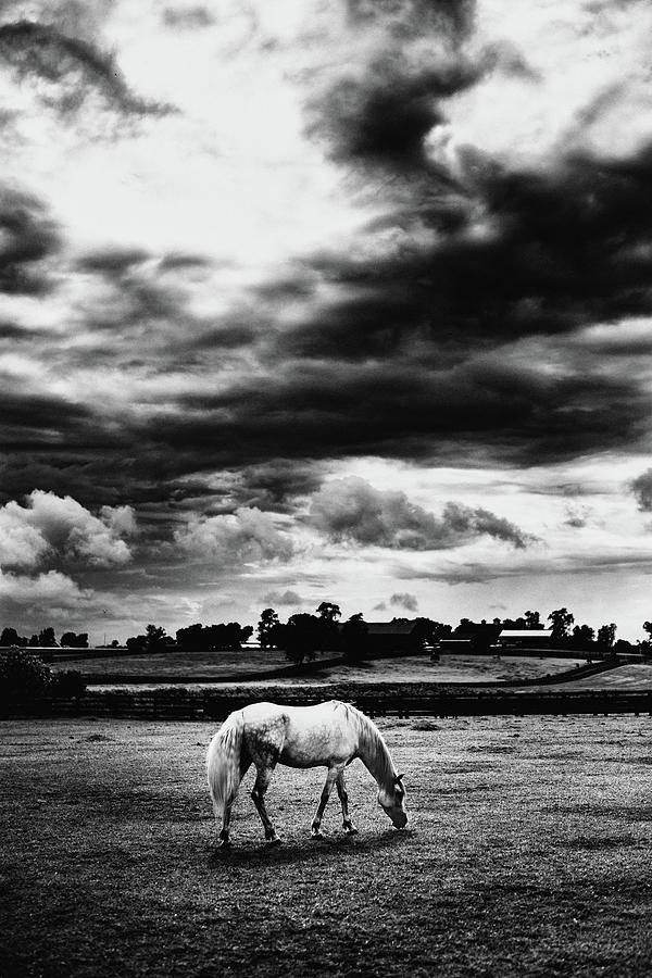 Lexington Photograph - Horse And Sky by Shane Holsclaw