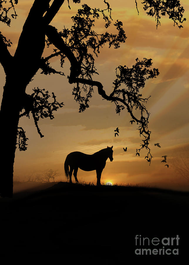 Horse and Sunrise Radiant Photograph by Stephanie Laird