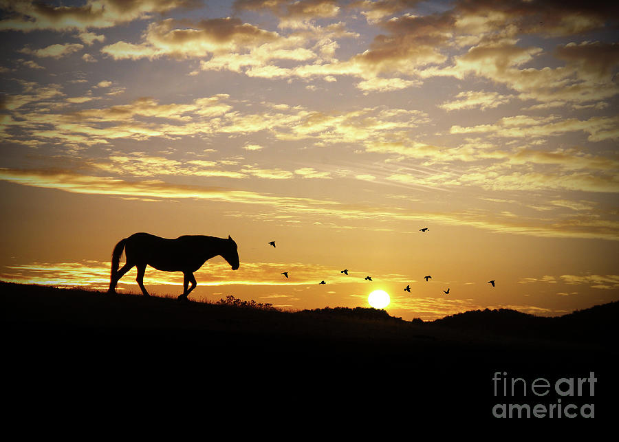 Horse and Sunrise with Birds Photograph by Stephanie Laird