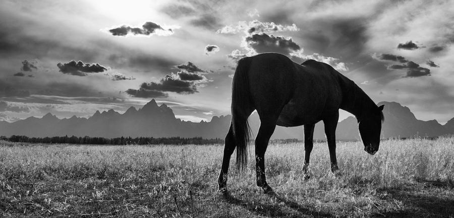 Horse and Tetons Photograph by Max Waugh