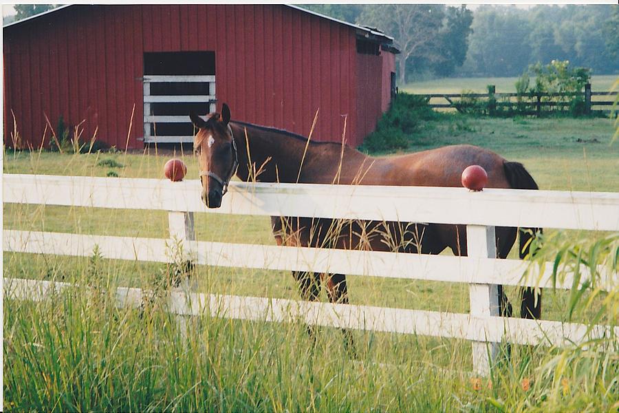 Horse and the barn Photograph by Michelle Powell