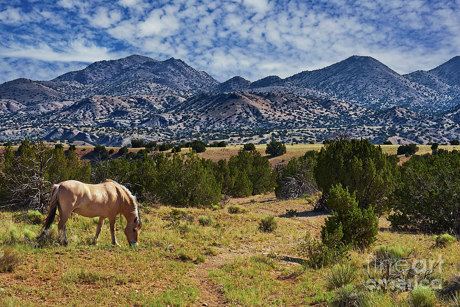 Horse And Trail Photograph