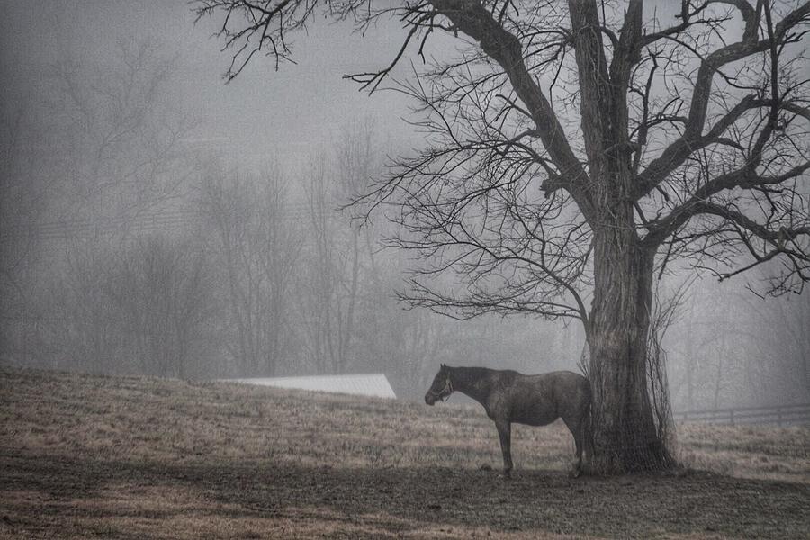 Horse and Tree Photograph by Sumoflam Photography