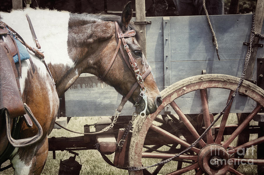 Horse Photograph - Horse and Wheel by Steven Digman Horse Photograph - Horse and Wheel by Steven Digman