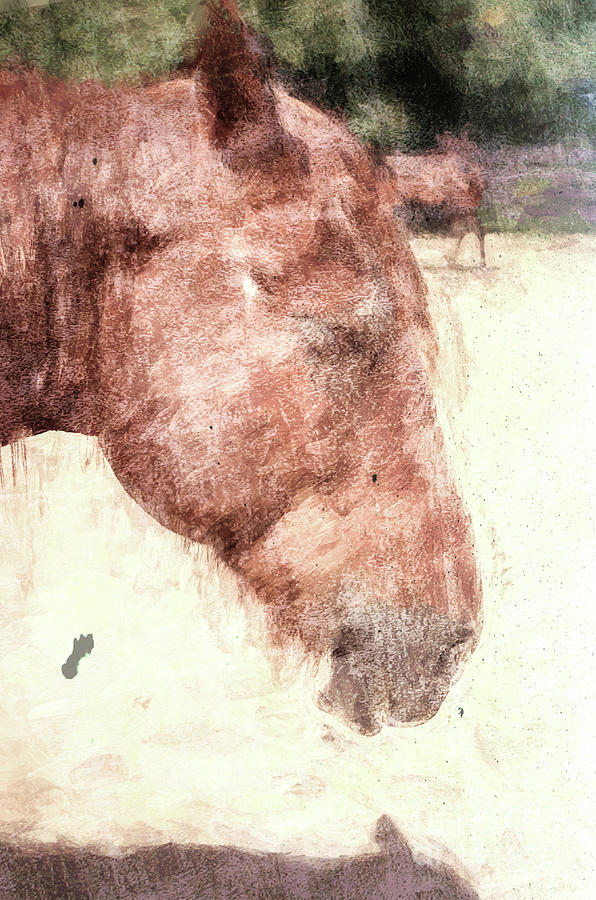 Horse Photograph by Andrea Anderegg