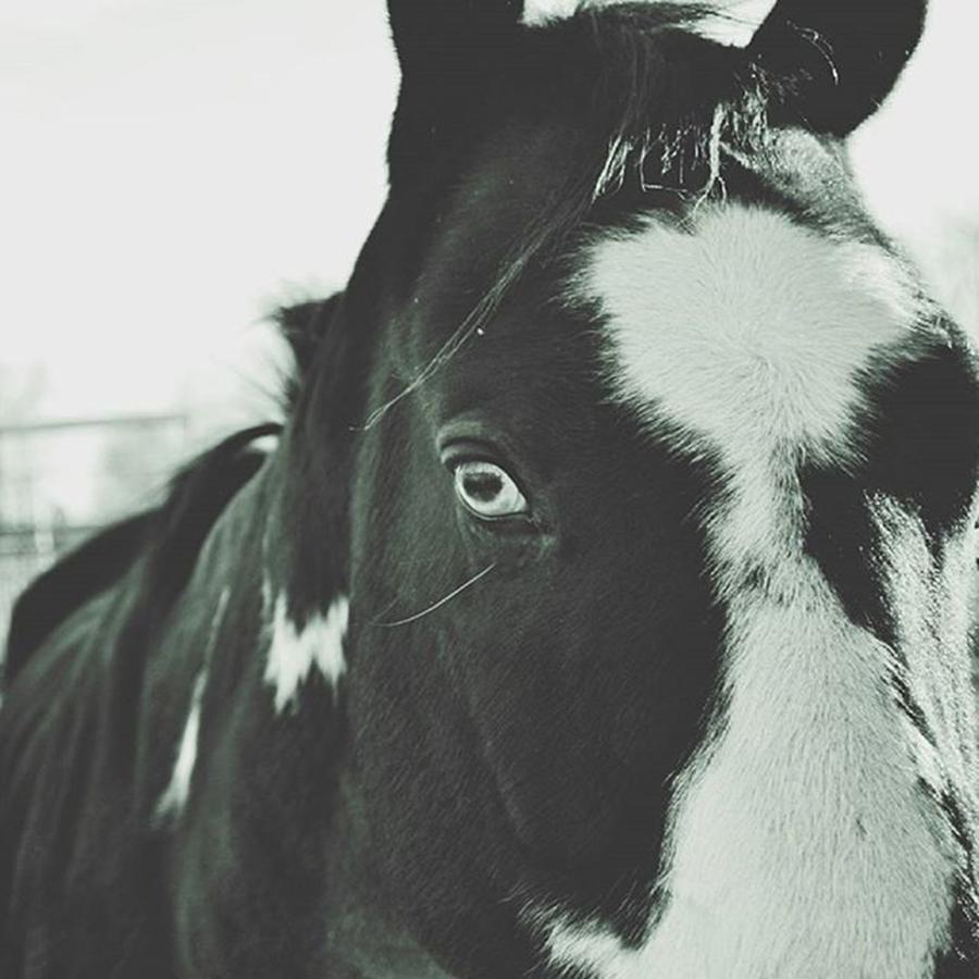 Nature Photograph - #horse #animal #nature #blackandwhite by Marko Blazevic