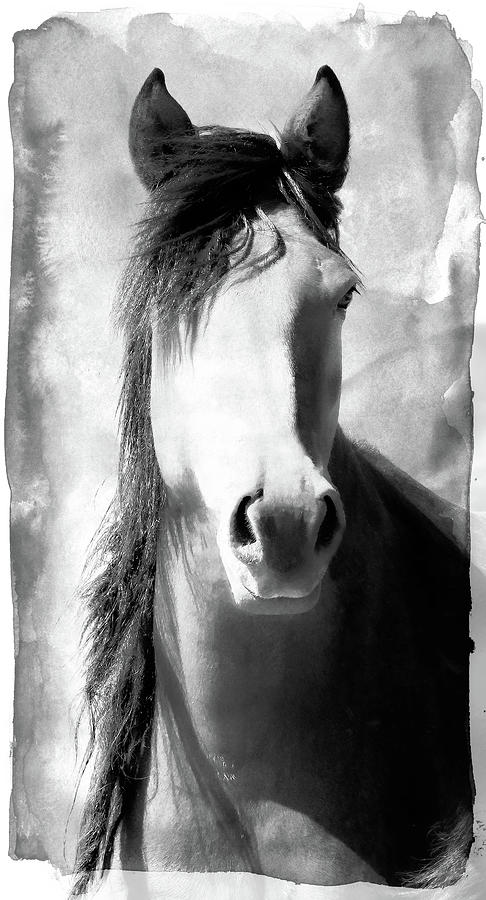 Horse Art Photograph by Athena Mckinzie