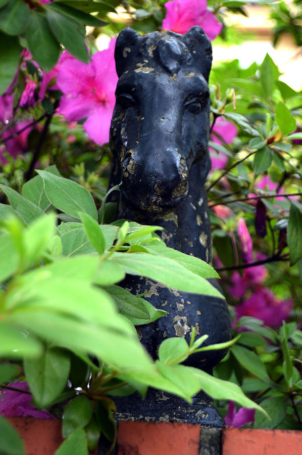 Tree Photograph - Horse at Murphy Medallion House  by Lesa Fine