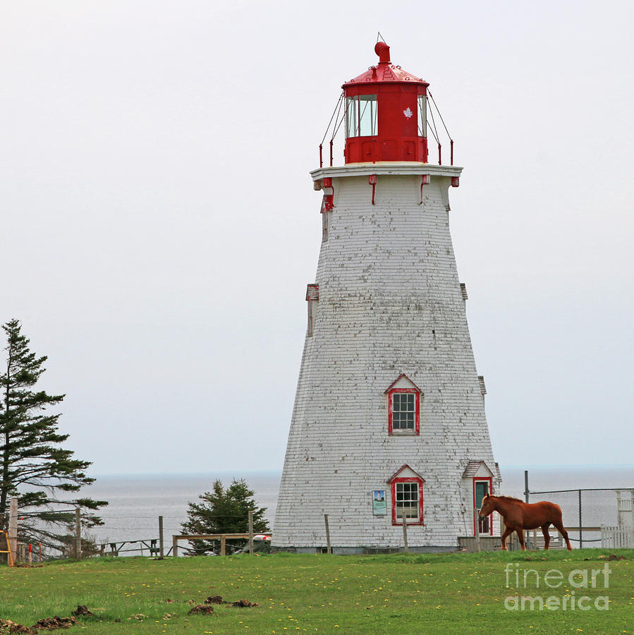 Horse at Panmure Island Lighthouse 5747b Photograph by Jack Schultz