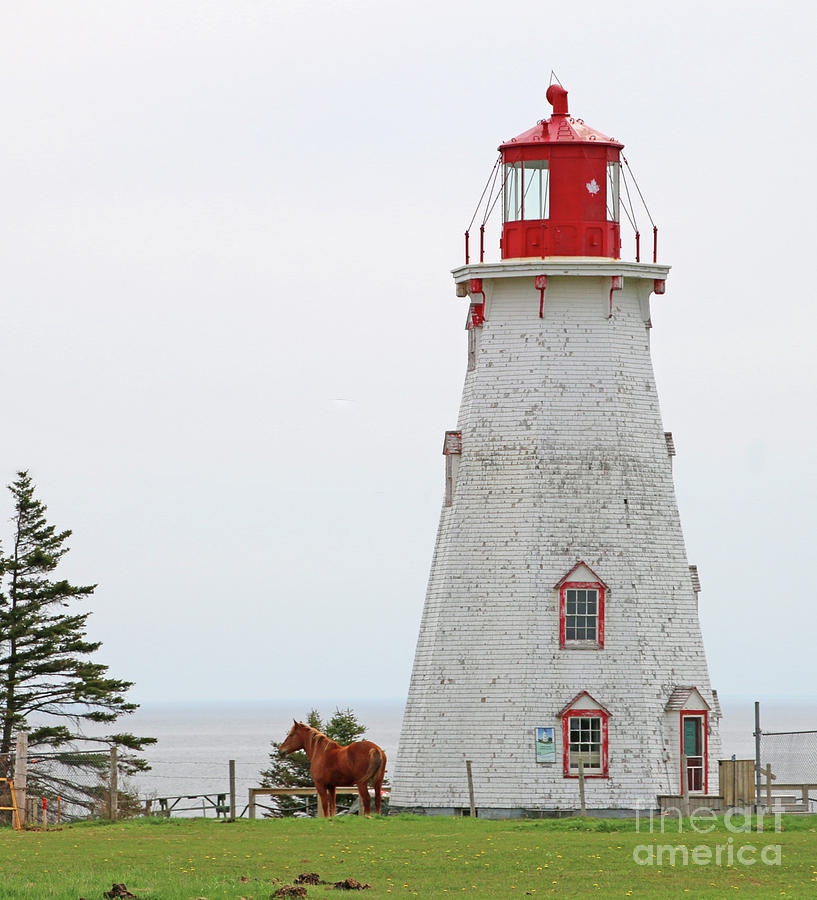 Horse at Panmure Island Lighthouse 5750 Photograph by Jack Schultz