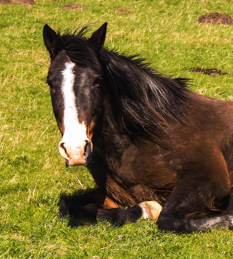 Horse At Rest Photograph
