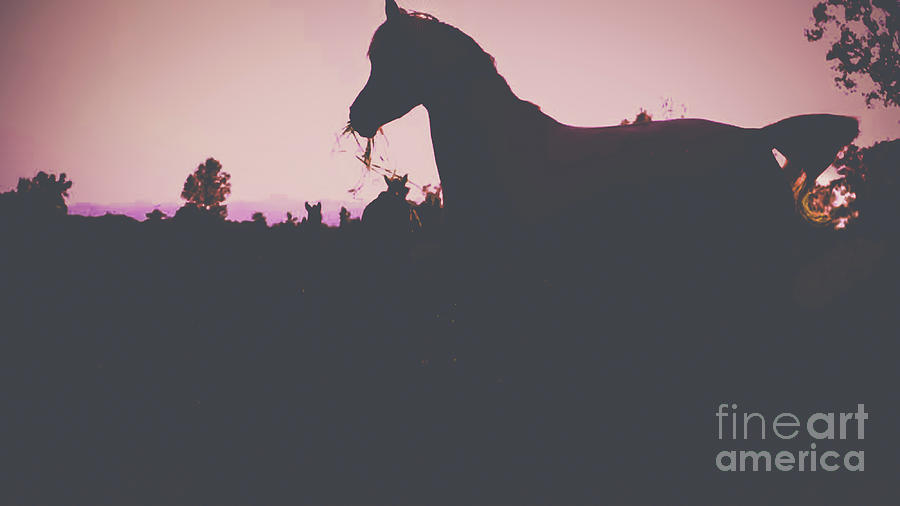Horse at Sunset  Photograph by Peggy Franz