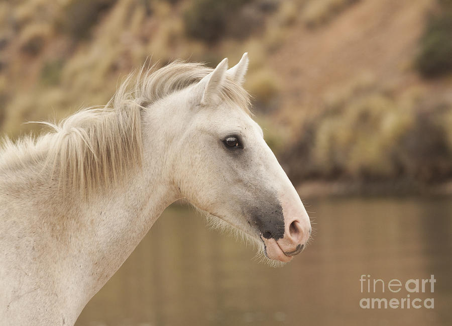Nature Photograph - Horse at the River by Ruth Jolly