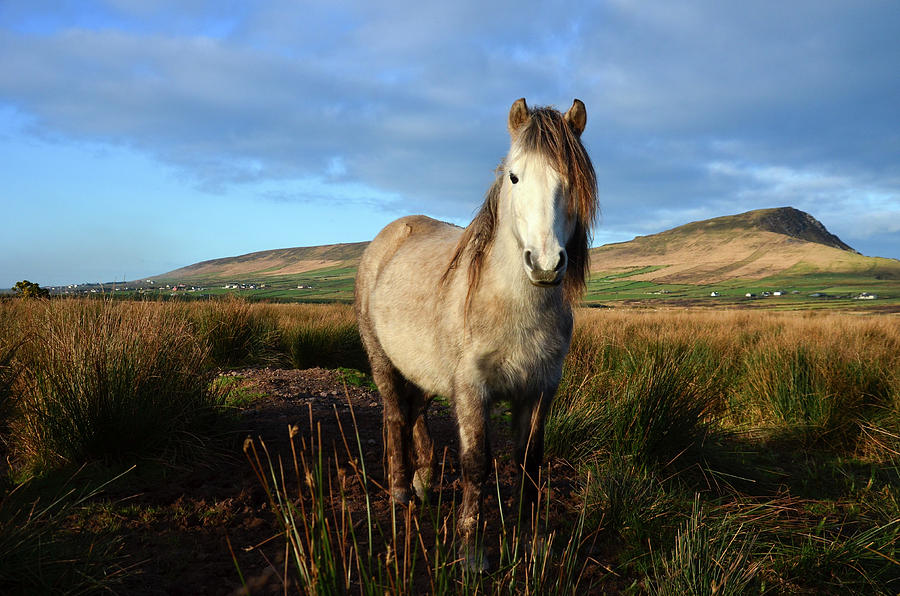 Horse Photograph - Horse by Barbara Walsh